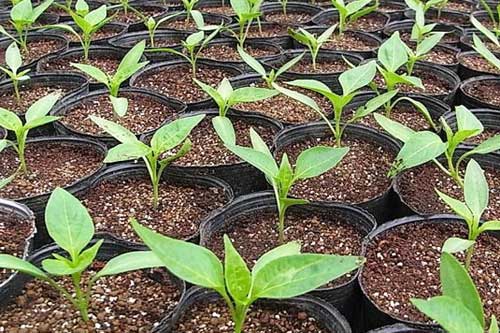 Підживлення розсади перцю