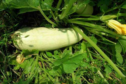 Вирощування кабачків