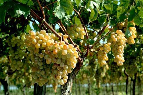 Хвороби винограду, їх лікування