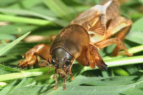 Як боротися з капустянкою або медведкою?