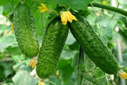 Вирощування ранніх сортів огірків