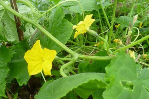 Що робити як огірок цвіте та не родить?