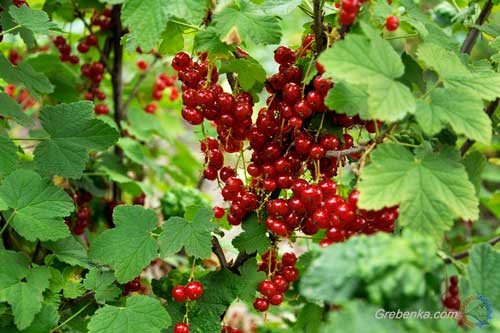 червона смородина