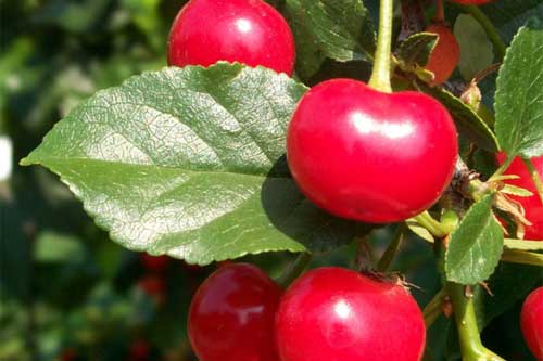 У чому користь вишні?