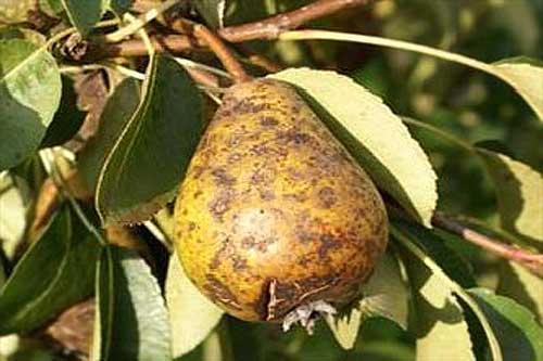 Лікування хвороб груші