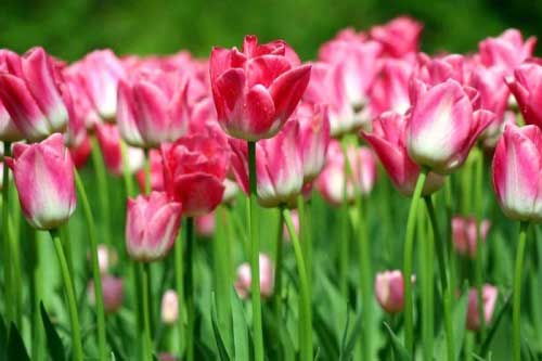 Коли краще саджати тюльпани?