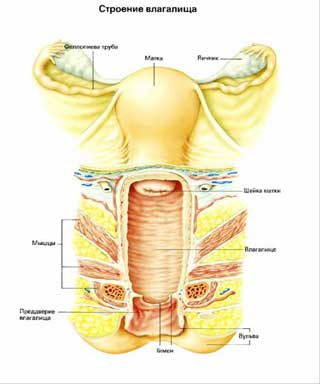 Полезные упражнения Кегеля