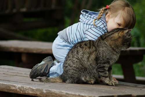 Про користь котів для здоров'я розповіли медики