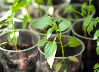 Рассада перца, фото