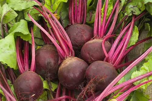 Посадка свеклы весной: основные рекомендации