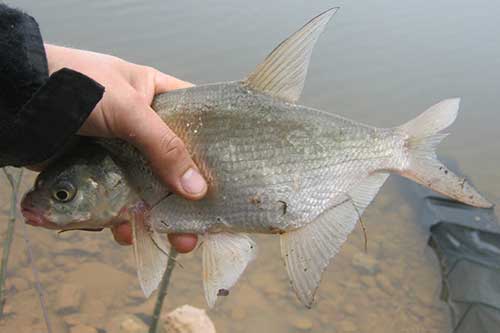 Ловля подлещика в середине декабря