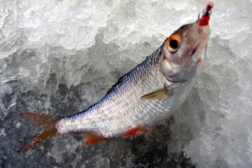 Ловля плотвы в декабре на мормышку по первому льду