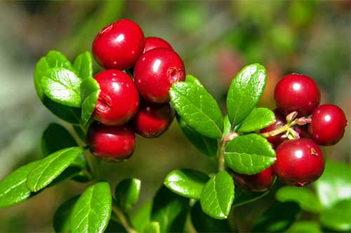 Почему бруснику считают одной из самых полезных ягод