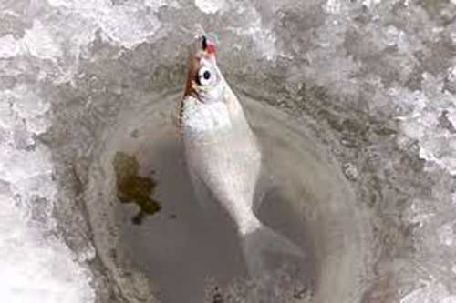 Где искать и как ловить густеру в середине зимы