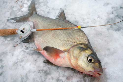  Где искать густеру в конце зимы