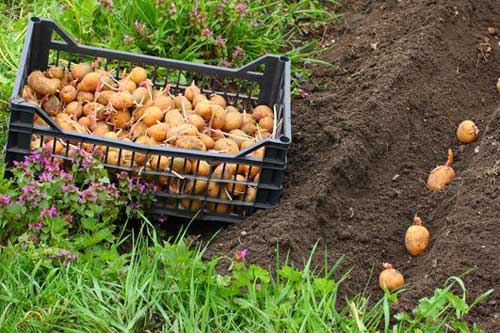 Правильна посадка картоплі