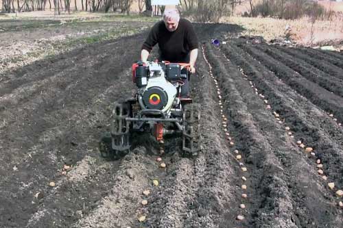 Як правильно та коли садити картоплю і отримати найвищий урожай картоплі?