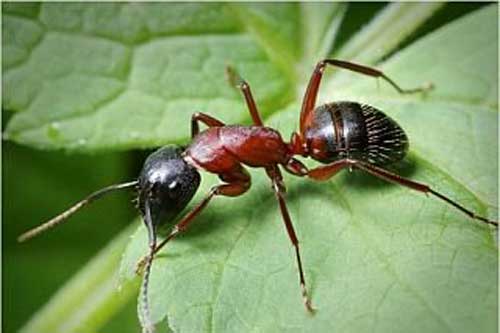 Як позбутися мурах у городі?