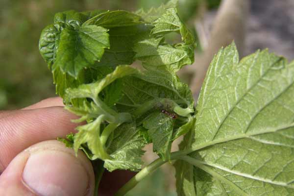 Борьба с вредителями без «химии» (агротехнические методы)