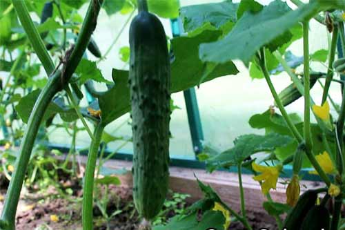 Как температура на овощные культуры