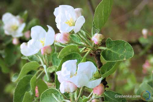 Цветение ялбуни