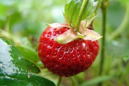 Как лучше разводить землянику - усами или рожками?