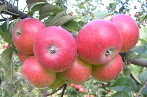 Яблоня не плодоносит: дерево цветет, а завязи нет
