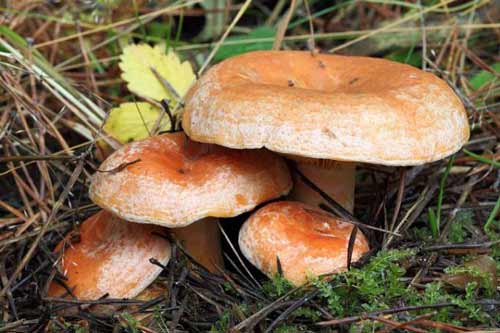 Начинающим грибникам: грибные места рыжиков в середине осени