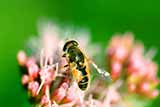 Польза пчелиного яда для человека