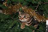 Советы, как держать домашних животных и рождественские елки 