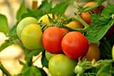 Урожайність помідорів підвищить одна проста рослина по сусідству
