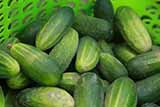 2 врожайні сорти огірків, які не вимагають догляду: посадив та забув