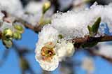 Яблуня Квіти Сніг