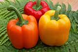 болгарський перець