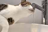 Кішка п'є воду