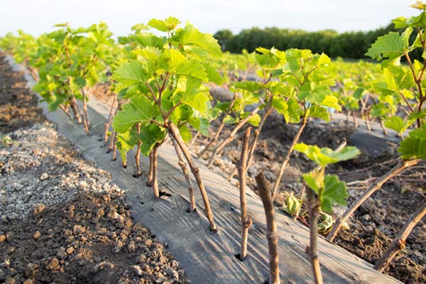 Вирощування винограду з живців Вирощування винограду з живців