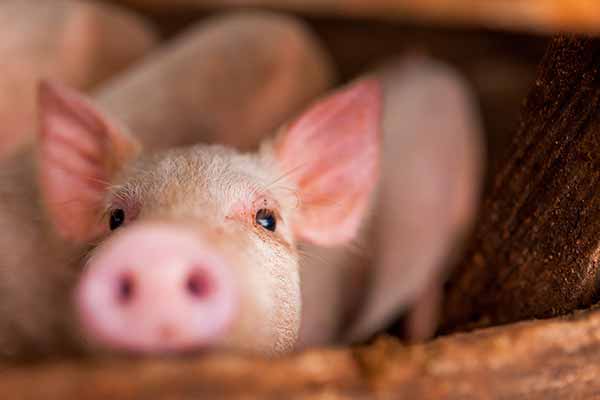 Чому <b>фермери</b> в Гребінці часто використовували картоплю як корм для свиней 