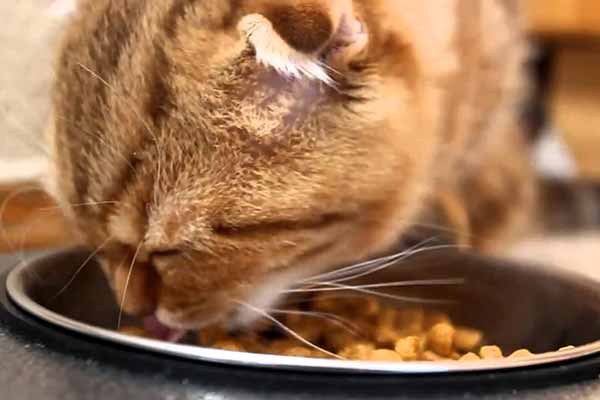  Как изменить корм вашей кошки 