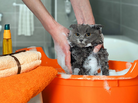  Как помыть кошку и нужно ли вообще это делать? 