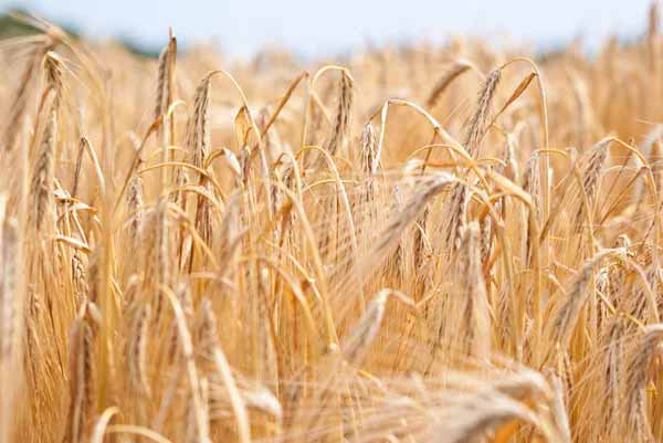 агросектор агросектор