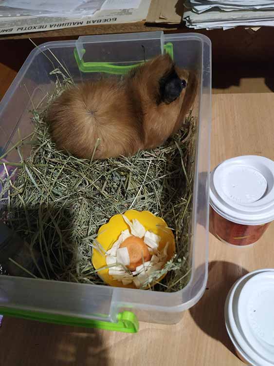 Гребінківська гімназія: урок «Я досліджую світ», 2 клас