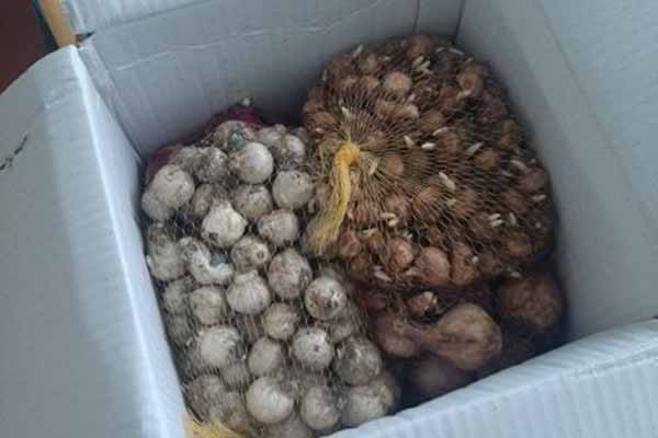 У Тарасівській гімназії продовжують садити квіти Перемоги