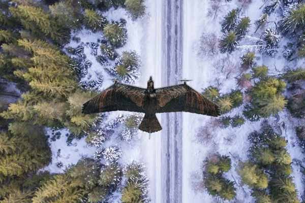 Розвідувальний безпілотник Evolution Eagle