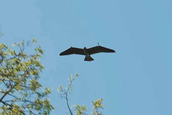 Розвідувальний безпілотник Evolution Eagle