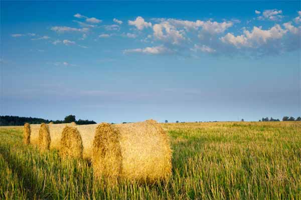спека повертається спека повертається