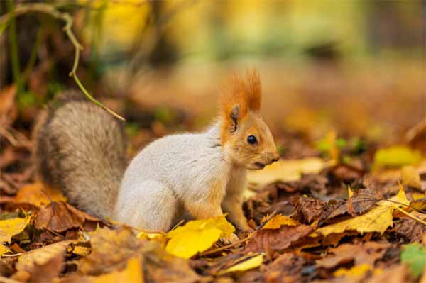  <b>Прогноз</b> погоди на вихідні 9–10 листопада: прохолодно, похмуро, без опадів 