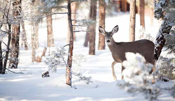 Зимовий фінал: морози, лід і трохи снігу Зимовий фінал: морози, лід і трохи снігу