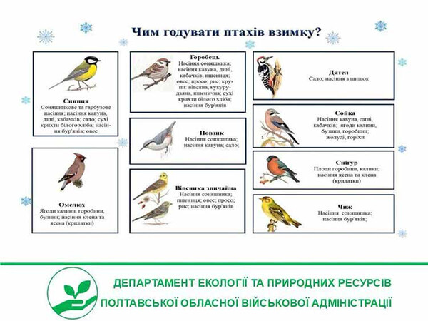 Чим корисно годувати птахів взимку?