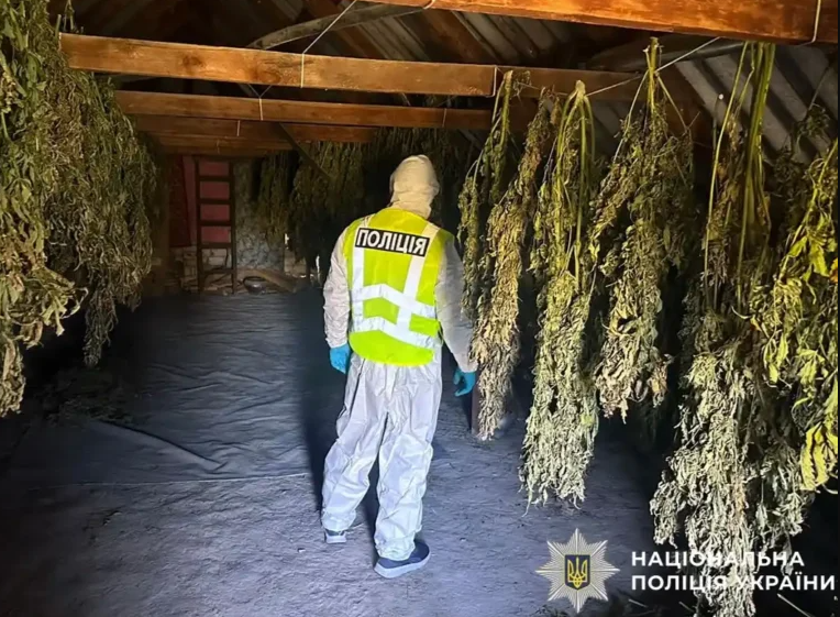 Понад 200 кг канабісу: на Лубенщині викрили групу з шести чоловіків