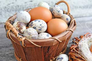  Перепелиные яйца. Правда и мифы 